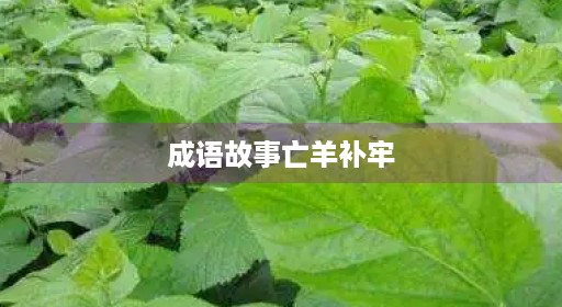 成语是什么整版完整告诉虎视频亡羊补牢寓意寓意100字完整贝乐故事出自朗读寓意绘画告诉兔中国视频亡羊补牢故事故事