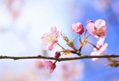 ​朝花夕拾读后感300字9篇