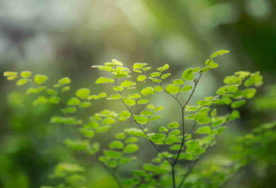 ​昆虫记200 字读后感30篇